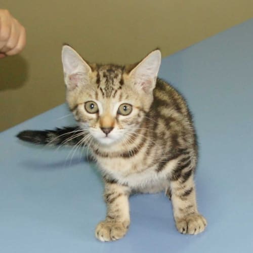 Kahlua