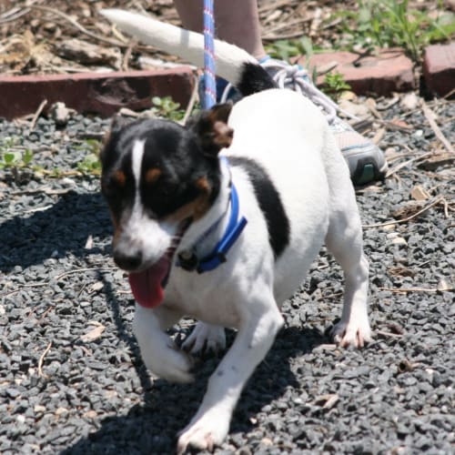 Abby - On Hold
