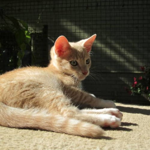 No photo for Leroy *On Trial In My New Home*