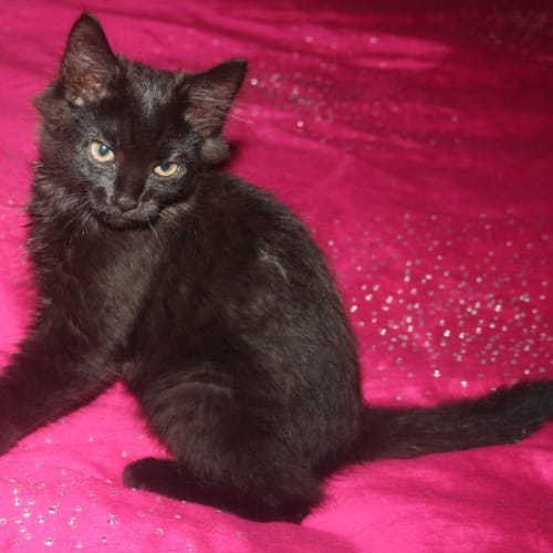 Lilly