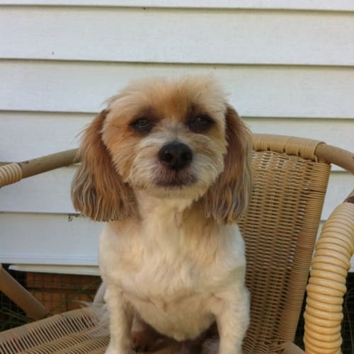 Taffy