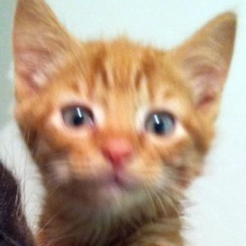 Jarvis - On Trial in His New Home!