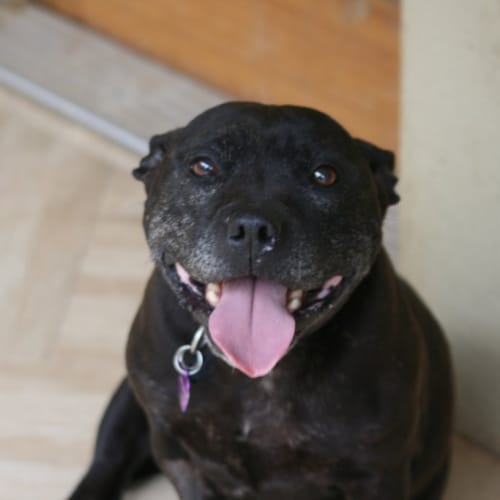 Suzie