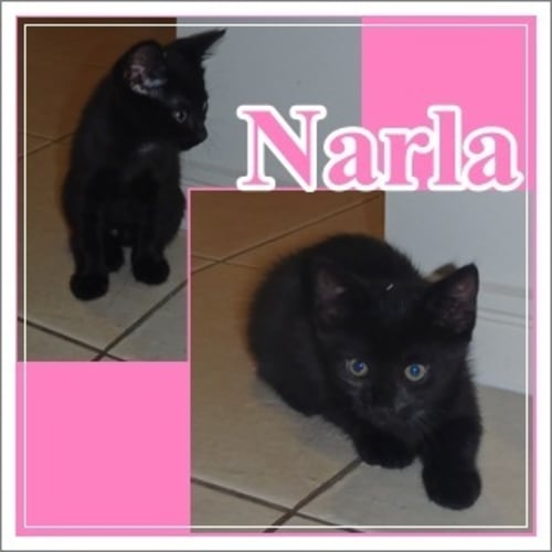 No photo for Narla