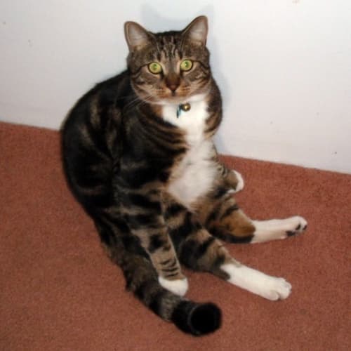 No photo for *Urgent* Mister Kitty