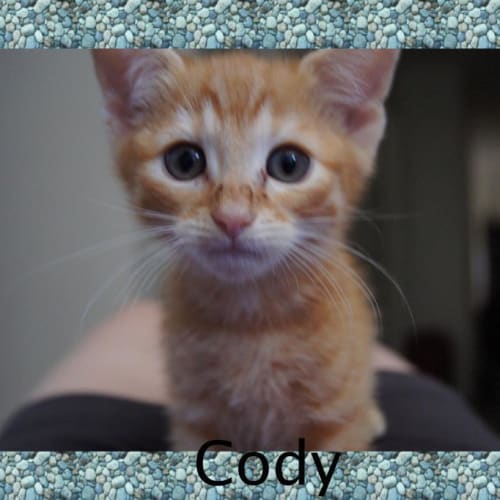 Cody