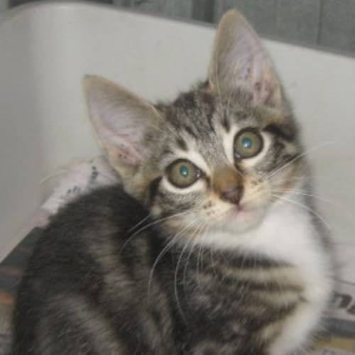 No photo for Variety Of Kittens Available