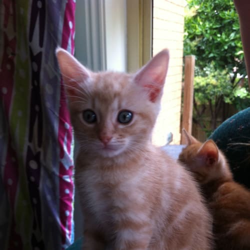 No photo for Pretzel