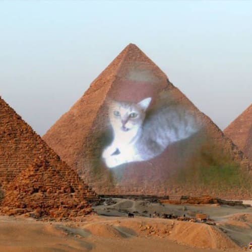No photo for Smokie   Pending Adoption
