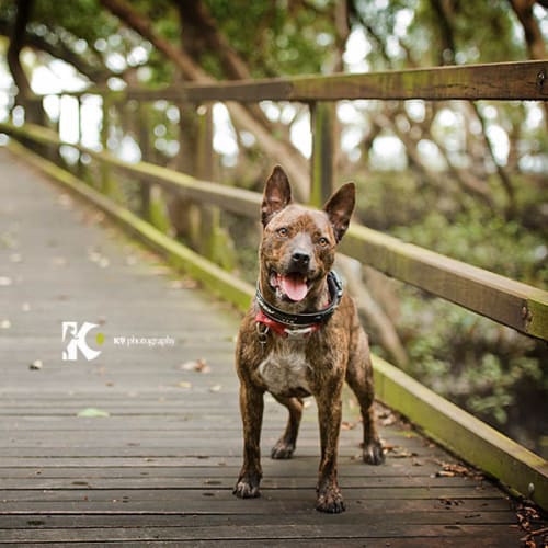 Jack Brown **Foster Carer Needed**
