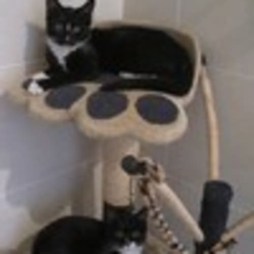 No photo for Great Home Needed 4 Black & White Kittens