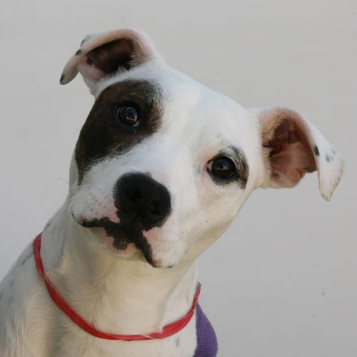 No photo for Lambchop