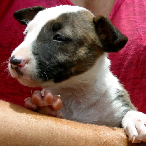 No photo for Joker/Adopted