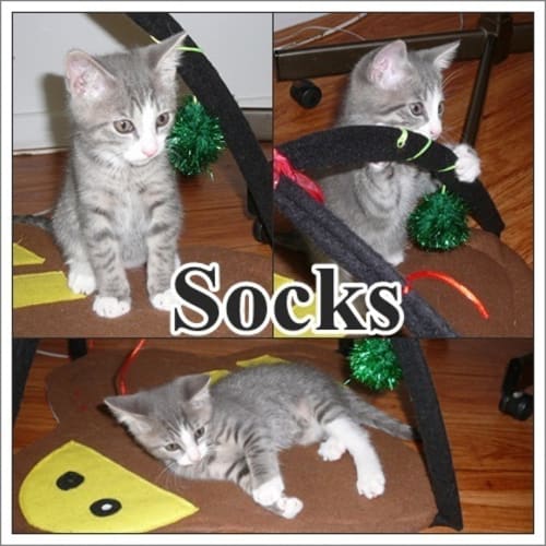 No photo for Socks