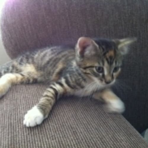 No photo for **On Trial With My New Family** Peaches