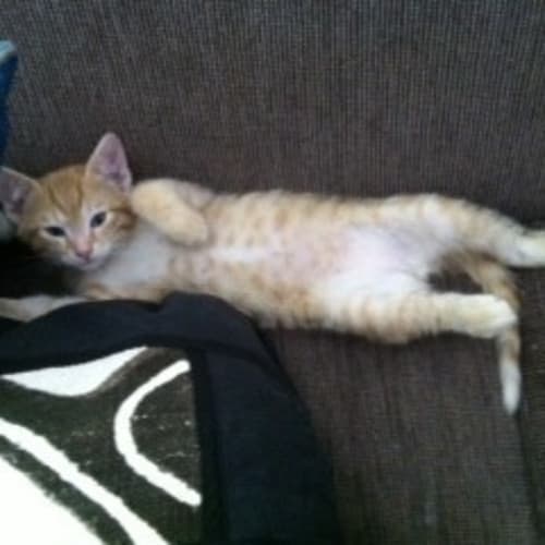 No photo for **On Trial With My New Family** Mango