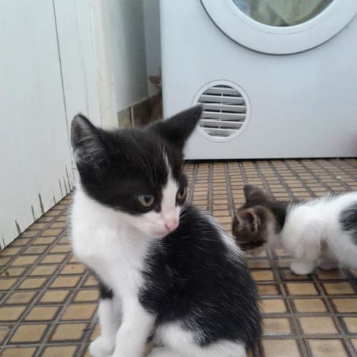 No photo for Jet Av134 * On Trial *