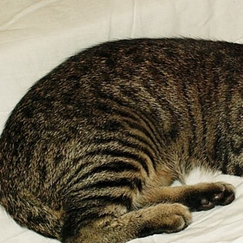 No photo for Jacky Khan