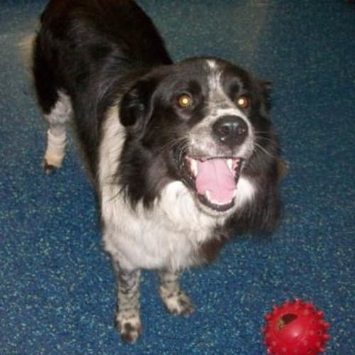 No photo for Hershie