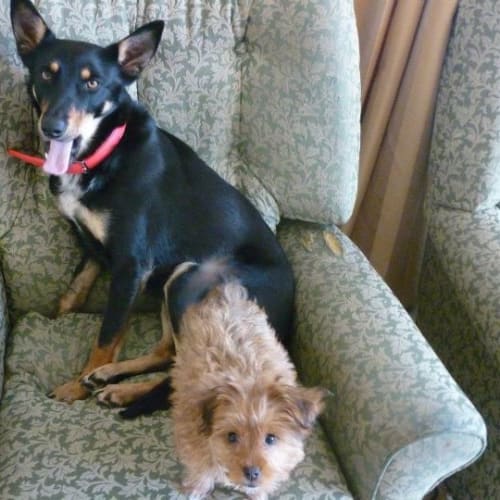 No photo for Dallas *On Trial Adoption*