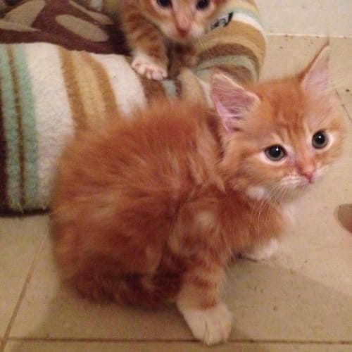 No photo for Uno & Deuce (Adopted As A Pair!!)