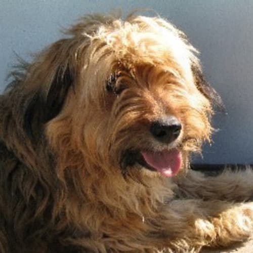 No photo for Baggins