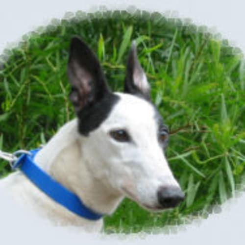 No photo for Spencer