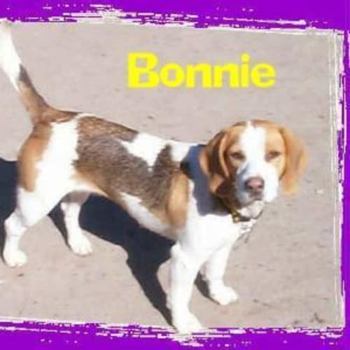 No photo for Bonnie