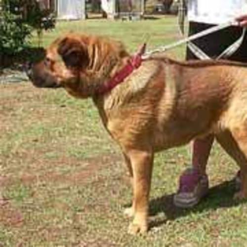 No photo for Shanook