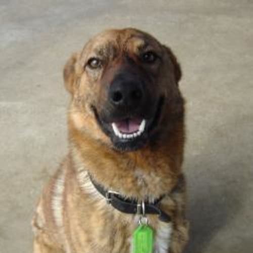 No photo for Tiger # 0371