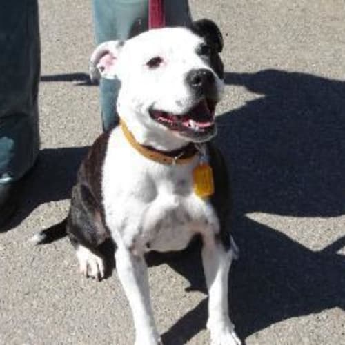 No photo for Staffy Girl #705