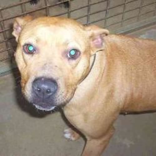 No photo for Precious