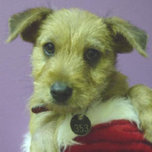 No photo for Dominic