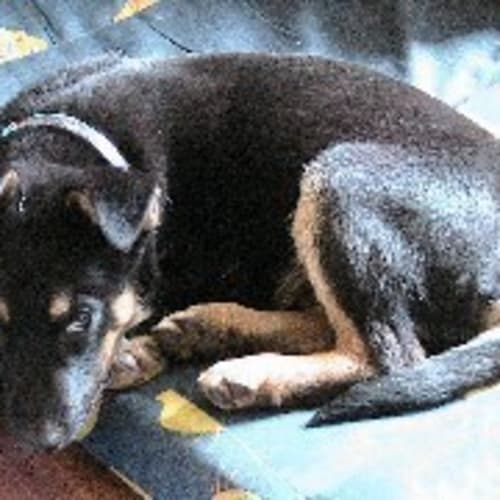 No photo for  Hussan