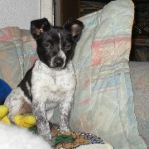 No photo for Shelley