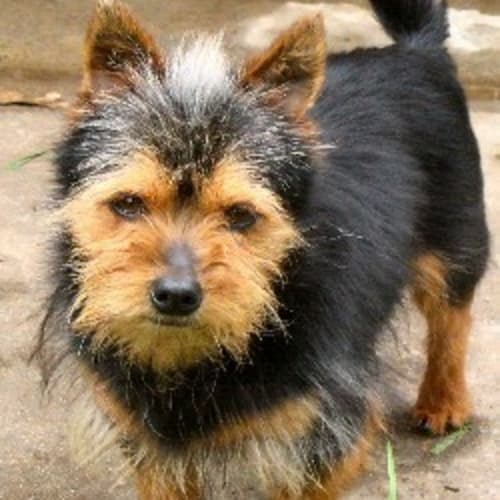 No photo for Squidge