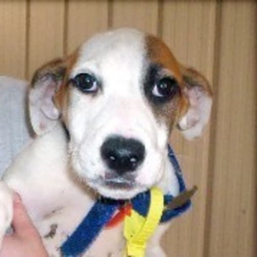 No photo for Pandora