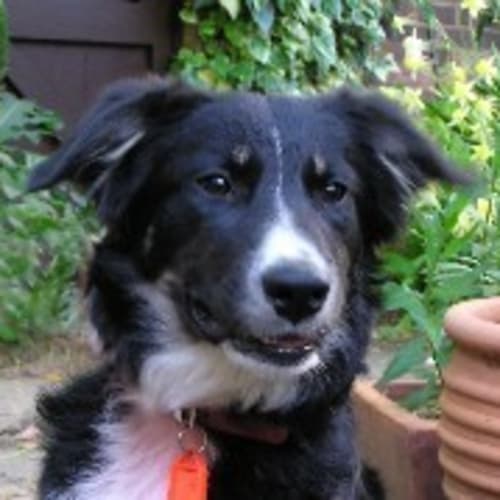 No photo for Dougall