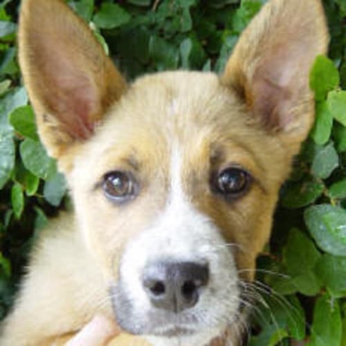 No photo for Snickers