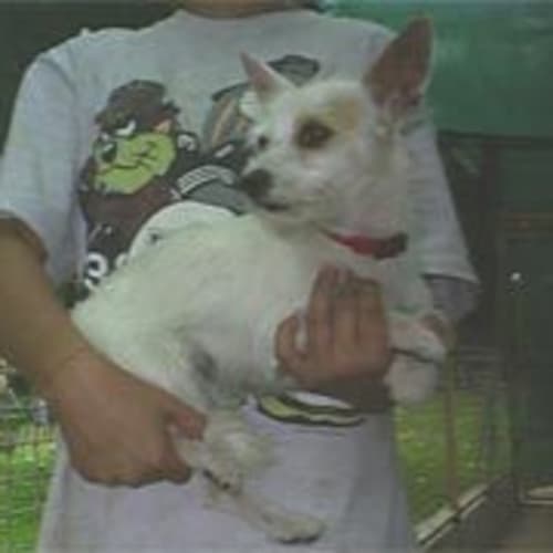 No photo for Scruffy