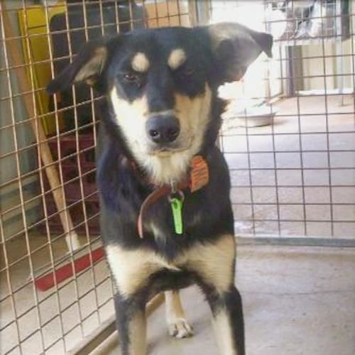 No photo for Two Lovely Kelpie X Shepherds
