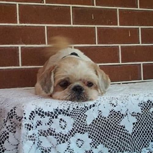 No photo for Minnie