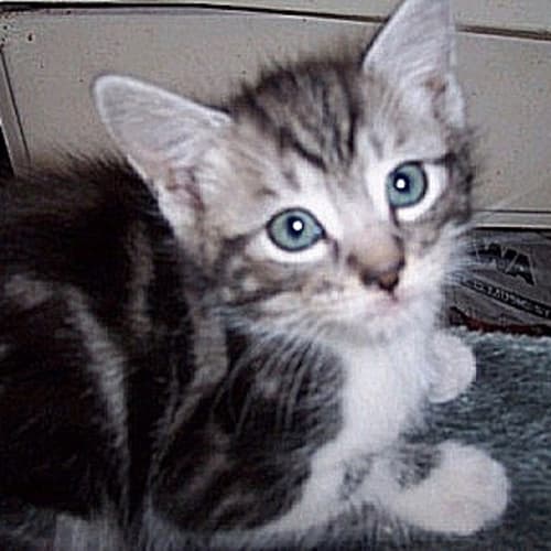 No photo for Gorgeous Grey Tabby Kitten