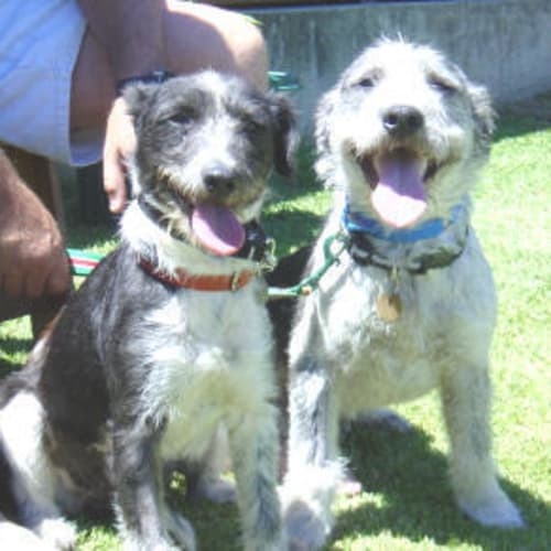 No photo for Lucky & Chance