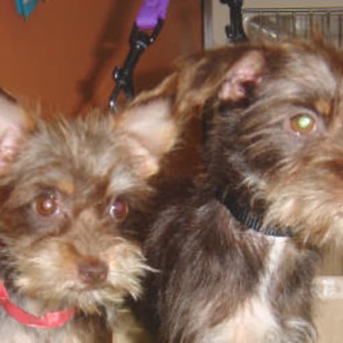 No photo for Brownie & Cookie