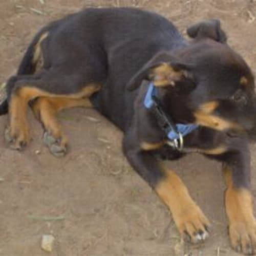 No photo for Xena