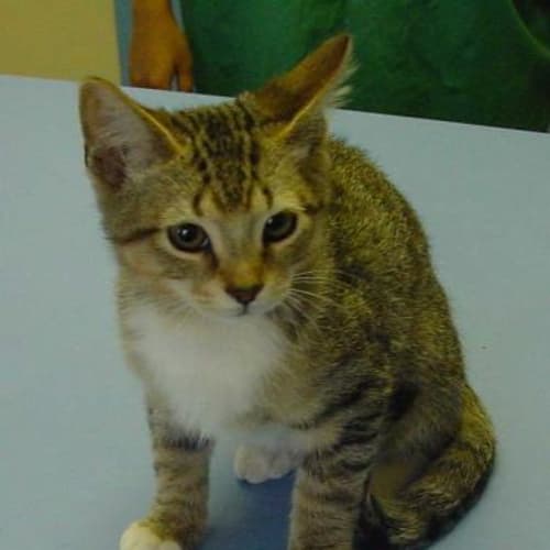 No photo for Kitten