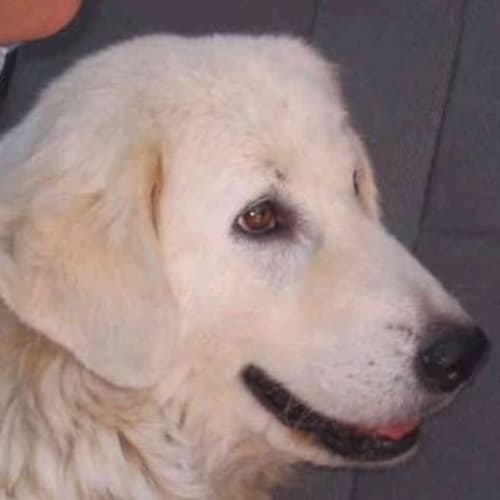 No photo for Stella ((Companion Dog   Best Suited To Acreage)