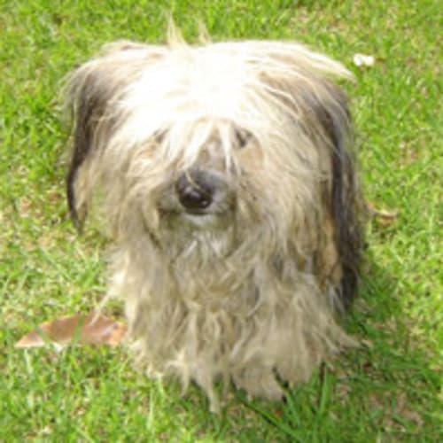 Doogie