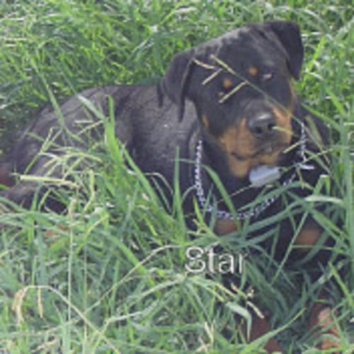 No photo for Star